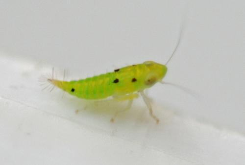 Réf. 320 952 : Synophropsis lauri